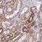 Pancreatic Lipase Related Protein 3 antibody, NBP1-94183, Novus Biologicals, Immunohistochemistry frozen image 
