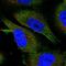 EEF1A Lysine And N-Terminal Methyltransferase antibody, HPA044498, Atlas Antibodies, Immunocytochemistry image 