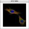 P100 antibody, GTX115654, GeneTex, Immunofluorescence image 