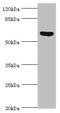Anti-Mullerian Hormone antibody, A56138-100, Epigentek, Western Blot image 