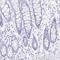 Proline-rich protein 4 antibody, PA5-59883, Invitrogen Antibodies, Immunohistochemistry paraffin image 
