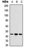 Acyl-CoA Thioesterase 9 antibody, orb234993, Biorbyt, Western Blot image 