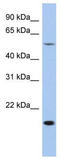 TEA Domain Transcription Factor 2 antibody, TA329656, Origene, Western Blot image 