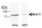 MRE11 Homolog, Double Strand Break Repair Nuclease antibody, TA301767, Origene, Western Blot image 