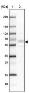 Midnolin antibody, PA5-61968, Invitrogen Antibodies, Western Blot image 
