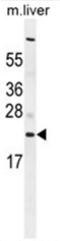 Complement C1q Like 3 antibody, AP50564PU-N, Origene, Western Blot image 