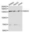 DNA mismatch repair protein Msh3 antibody, STJ27648, St John