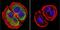Protein Regulator Of Cytokinesis 1 antibody, GTX15796, GeneTex, Immunofluorescence image 