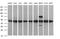 Tubulin Beta 2B Class IIb antibody, MA5-26268, Invitrogen Antibodies, Western Blot image 