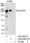 Dedicator Of Cytokinesis 4 antibody, A302-264A, Bethyl Labs, Immunoprecipitation image 