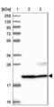 Chromosome 9 Open Reading Frame 40 antibody, NBP1-90447, Novus Biologicals, Western Blot image 