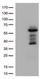 Calcium-binding and coiled-coil domain-containing protein 2 antibody, CF502106, Origene, Western Blot image 