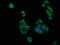 Phosphatidylinositol Binding Clathrin Assembly Protein antibody, LS-C671984, Lifespan Biosciences, Immunofluorescence image 