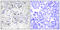 TEA Domain Transcription Factor 2 antibody, abx013624, Abbexa, Immunohistochemistry paraffin image 