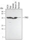 Pim-2 Proto-Oncogene, Serine/Threonine Kinase antibody, MAB4355, R&D Systems, Western Blot image 