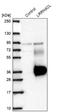 LRRN4 C-Terminal Like antibody, NBP2-30871, Novus Biologicals, Western Blot image 