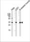 RNA Polymerase II Subunit C antibody, TA328138, Origene, Western Blot image 