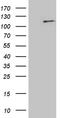 E74 Like ETS Transcription Factor 4 antibody, TA810094, Origene, Western Blot image 