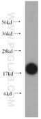 Ubiquitin Conjugating Enzyme E2 I antibody, 10070-1-AP, Proteintech Group, Western Blot image 