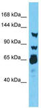 RING finger protein 213 antibody, TA342471, Origene, Western Blot image 