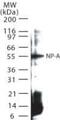 Influenza A NP antibody, PA1-41071, Invitrogen Antibodies, Western Blot image 