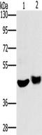 5-Hydroxytryptamine Receptor 3C antibody, TA349669, Origene, Western Blot image 