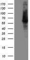 IlvB Acetolactate Synthase Like antibody, TA503081, Origene, Western Blot image 