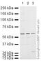 Pre-mRNA-processing factor 19 antibody, ab27692, Abcam, Western Blot image 