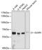 Glomulin, FKBP Associated Protein antibody, A07319, Boster Biological Technology, Western Blot image 