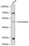 Cyp19 antibody, 14-578, ProSci, Western Blot image 