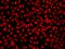 Casein Kinase 1 Epsilon antibody, 200159-T02, Sino Biological, Immunohistochemistry frozen image 