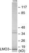 LIM Domain Only 3 antibody, EKC1878, Boster Biological Technology, Western Blot image 