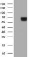 Pyruvate Kinase M1/2 antibody, CF190270, Origene, Western Blot image 