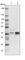RELT Like 1 antibody, HPA013377, Atlas Antibodies, Western Blot image 