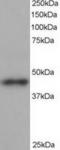 Beta-centractin antibody, TA302940, Origene, Western Blot image 