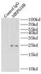 28S ribosomal protein S18b, mitochondrial antibody, FNab05350, FineTest, Immunoprecipitation image 