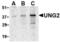 Cyclin O antibody, TA306333, Origene, Western Blot image 