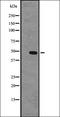 G Protein-Coupled Receptor 63 antibody, orb335567, Biorbyt, Western Blot image 