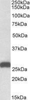 Electron transfer flavoprotein subunit beta antibody, LS-B9220, Lifespan Biosciences, Western Blot image 