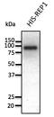 CHM Rab Escort Protein antibody, AB0123-500, Origene, Western Blot image 