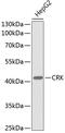 CRK Proto-Oncogene, Adaptor Protein antibody, 13-307, ProSci, Western Blot image 