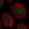 U6 snRNA phosphodiesterase antibody, HPA059854, Atlas Antibodies, Immunofluorescence image 