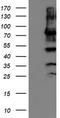 PDIA4 antibody, TA503882, Origene, Western Blot image 