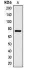Doublecortin Like Kinase 3 antibody, LS-C353593, Lifespan Biosciences, Western Blot image 