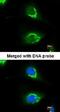 Coatomer subunit delta antibody, NBP1-32377, Novus Biologicals, Immunofluorescence image 