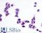 G Protein-Coupled Receptor 1 antibody, LS-A77, Lifespan Biosciences, Immunocytochemistry image 