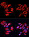 Carbonic Anhydrase 9 antibody, 16-663, ProSci, Immunofluorescence image 
