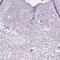 Galactose Mutarotase antibody, HPA035473, Atlas Antibodies, Immunohistochemistry paraffin image 
