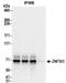 Zinc Finger Protein 503 antibody, NBP2-32131, Novus Biologicals, Immunoprecipitation image 