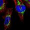 VPS26 Endosomal Protein Sorting Factor C antibody, NBP1-84296, Novus Biologicals, Immunofluorescence image 